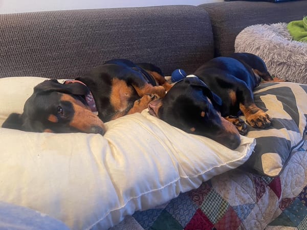 Toey and Tucker - Bonded Besties 3.5 and 3yr old Black/Tan smooth males - DOB 01/11/22 - 28/05/23 6kg & 8kg