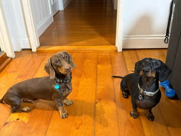 Dre and Bruno 3 yr and 1 yr Males - Bonded Pair - Black and Tan and Chocolate and TanSmooths -