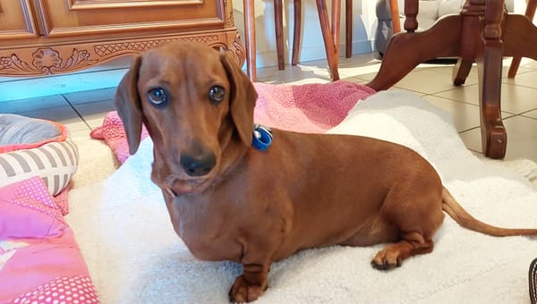 Zoe 5yrs - Female Smooth Red - DOB 11/11/20 - 8kg