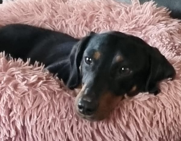 Bentley 5 yrs - Smooth Black/Tan Male DOB 16/05/21 9kg