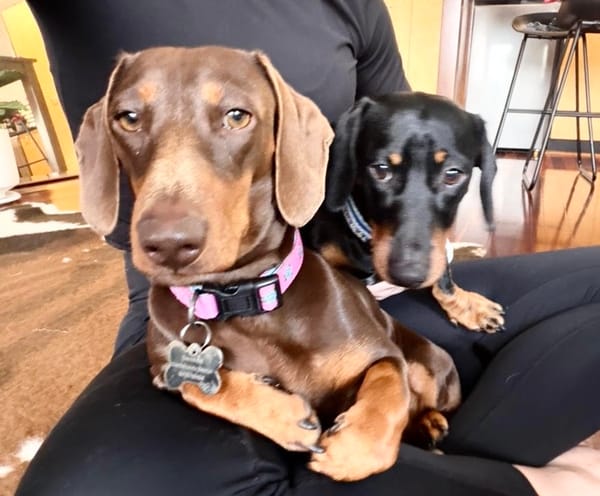 Banjo and Poppy 1 yr old  Mini's Bonded Pair - B/Tan smooth Male and Cho/tan smooth Female - 26/04/25 & 02/06/25