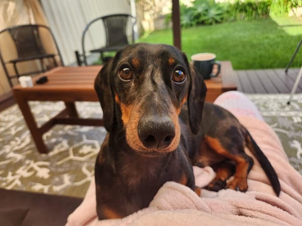 Bruce 3yrs - Black and Tan Dapple Male - 18/05/23 7kg