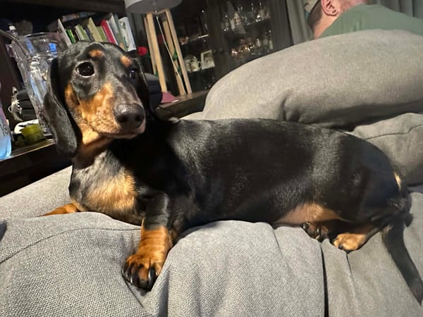 Lady Female 3yrs - Stunning Black and Tan smooth - DOB 05/05/23 - 6.5kg