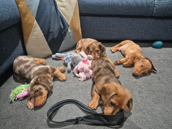 Luna's Puppies - 11 weeks old DOB 28/03/26