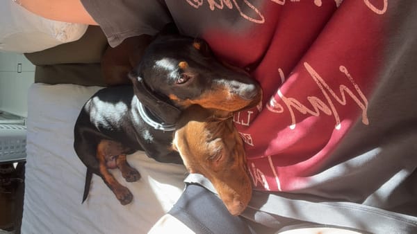 Jackson 4 yrs B/tan and Jordon 4yrs Choc/tan - Bonded Male Smooth Pair - DOB's 26/05/22 - 8.9kg and 6.7kg