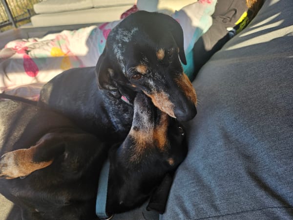 Lily and Lukey - 8 and 11 yrs - Bonded Pair - Smooth Black and Tan Female / Male 8.6kg 7.6kg