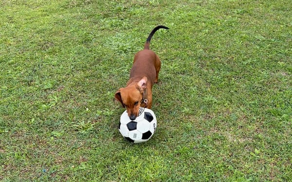 Bundi 1yr 3mths - Red Smooth Male - DOB 05/04/25 - 6kg