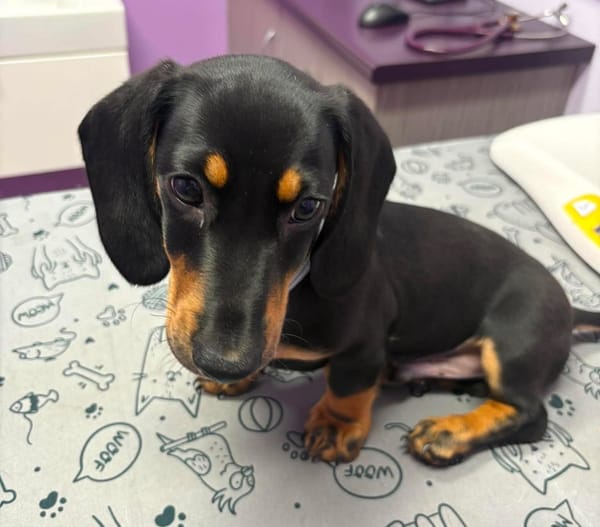 Frank 7 months - Black/Tan smooth male DOB 11/12/25