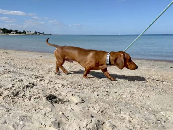 Junior 15 months- Tan short hair - Male DOB 5/5/25 - 7.95kg