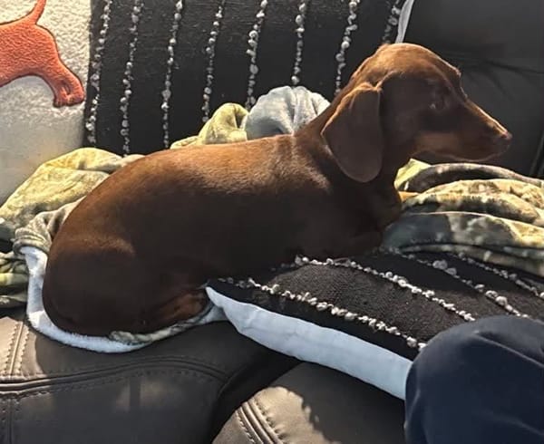Frankie - Chocolate and Tan Miniature Smooth hair - Male - 5 years old - DOB 01/05/2021 6kgs
