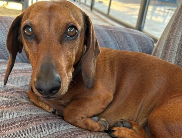 Rupert 3 1/2 yrs - Red smooth male - DOB 01/12/22 - 9kg