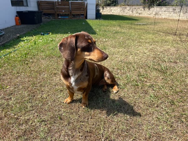 Pippa- Chocolate Piebald | Smooth Short Hair Standard | Female DOB: 11 October 2024 | Weight: 9kg