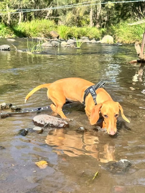 Biscuit  9Months Puppy Crème/Red smooth female - DOB 08/10/25 - 5kg