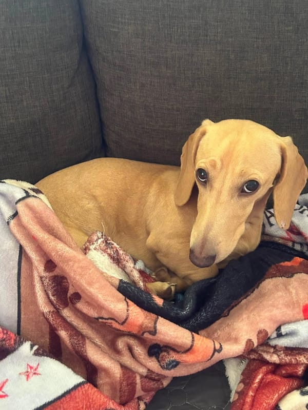 Archie – Cream Miniature Male Smooth Dachshund – 10 months – 6kg- DOB- 17/11/2025