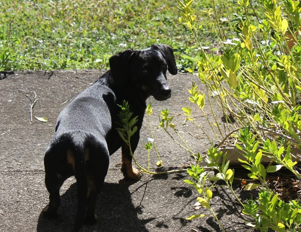 Jimmy- Male - Black and Tan Smooth Miniature Dachshund – 4 years old - DOB 19/05/2021- 9kgs