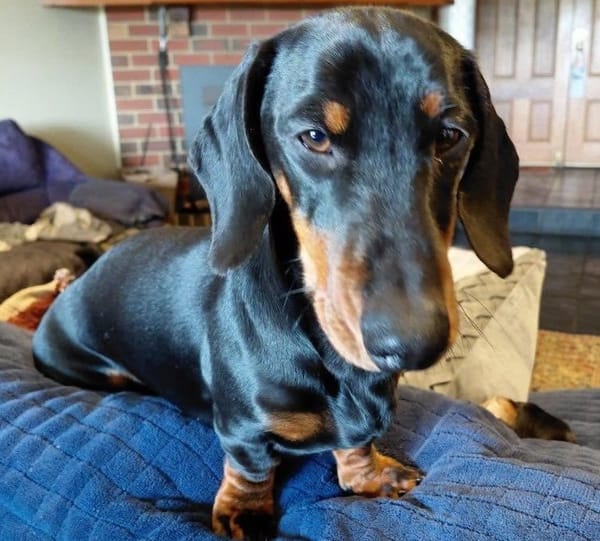 Lucky puppy - Black/tan  Smooth Male - DOB 15/11/25 - 6.5kg