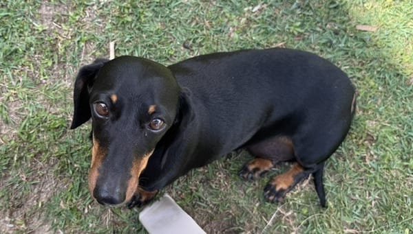 Rosie Roo Miniature Black & Tan Dachshund | Female | DOB 01/01/2019 | 7.5kg