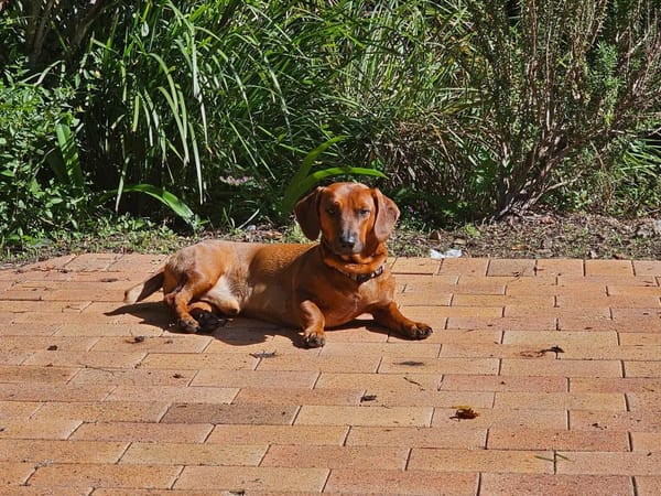 Rocco 4yrs DOB 18/10/22 - Red Smooth Male - 12kg